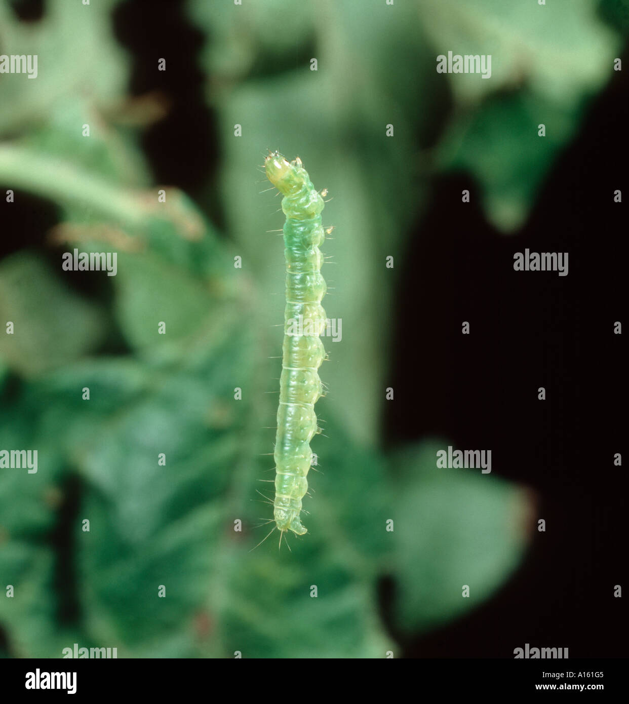 Frutta estiva Tortrix Adoxophyes orana caterpillar sospeso dalla foglia di prugne dal filo di seta Foto Stock