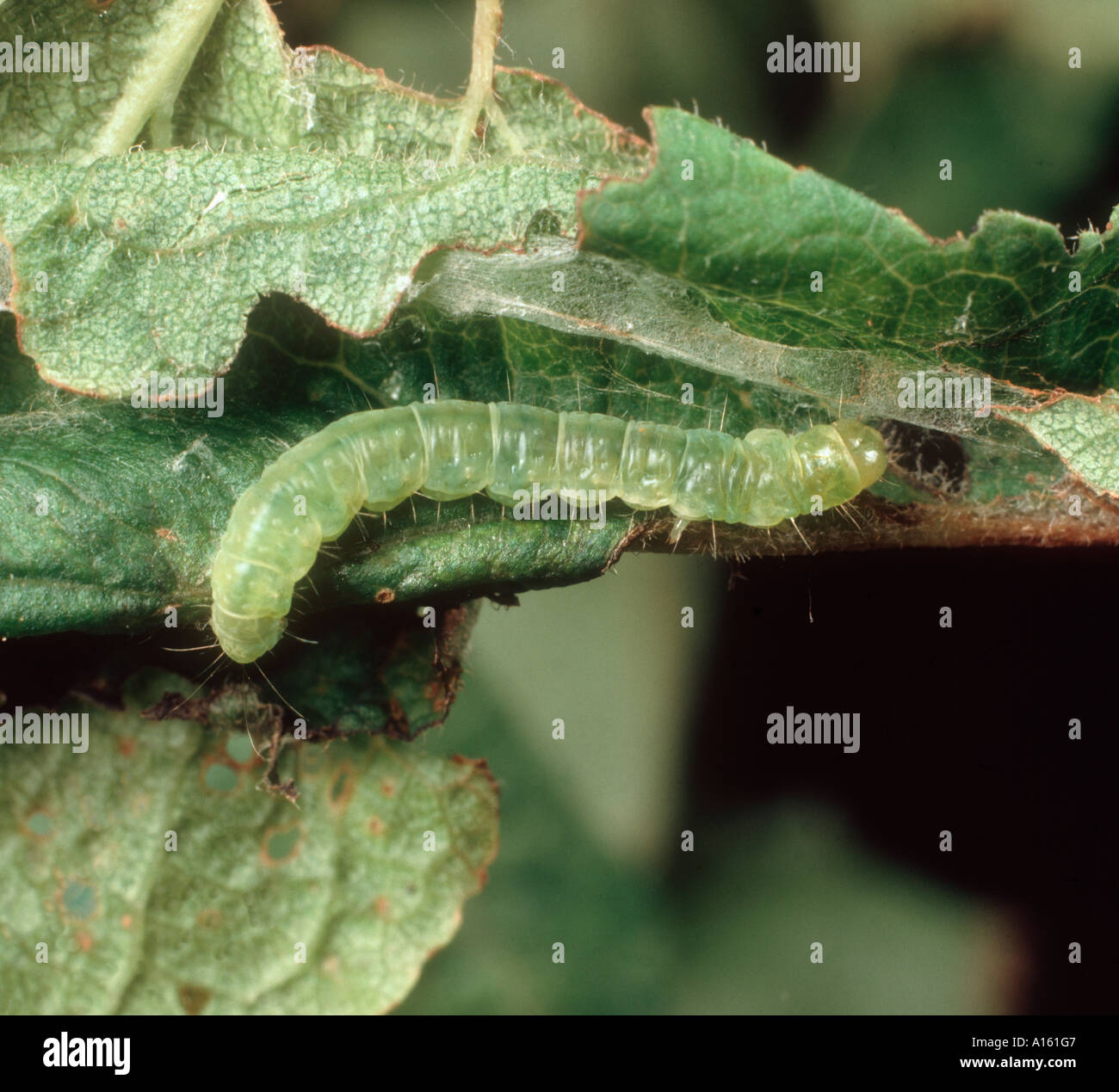 Frutta estiva tortrix Adoxophyes orana caterpillar in arrotolato prugna leaf Foto Stock