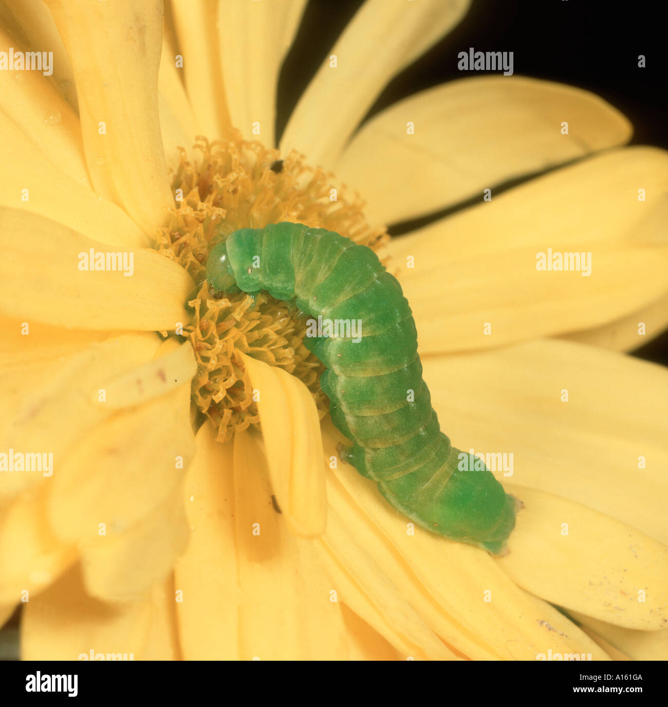 Sfumature di angolo moth Phlogophora meticulosa caterpillar in un crisantemo fiore Foto Stock