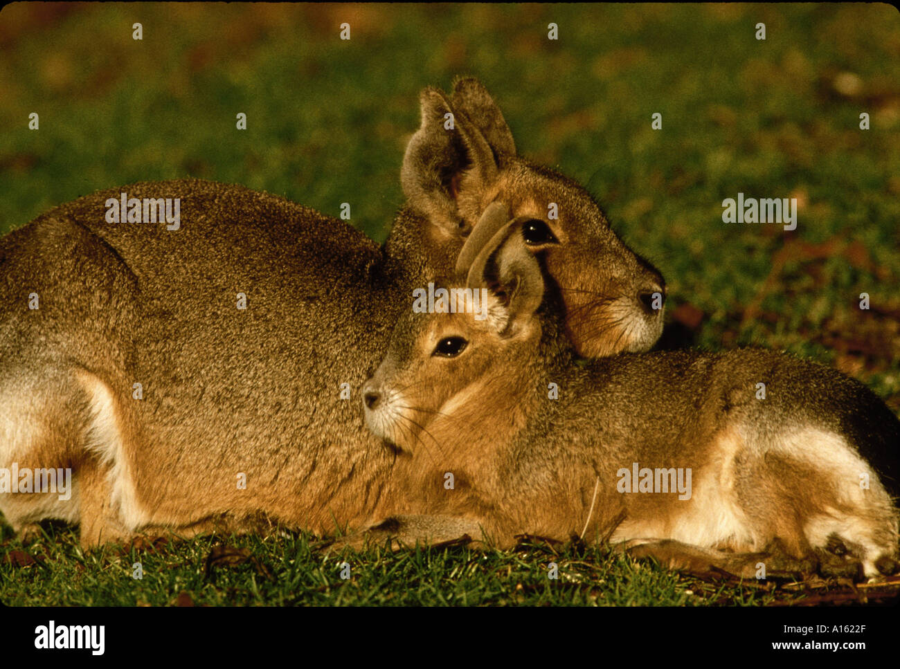 Mammifero mara femminile e i giovani del sud america Dolichotis patagonum Foto Stock