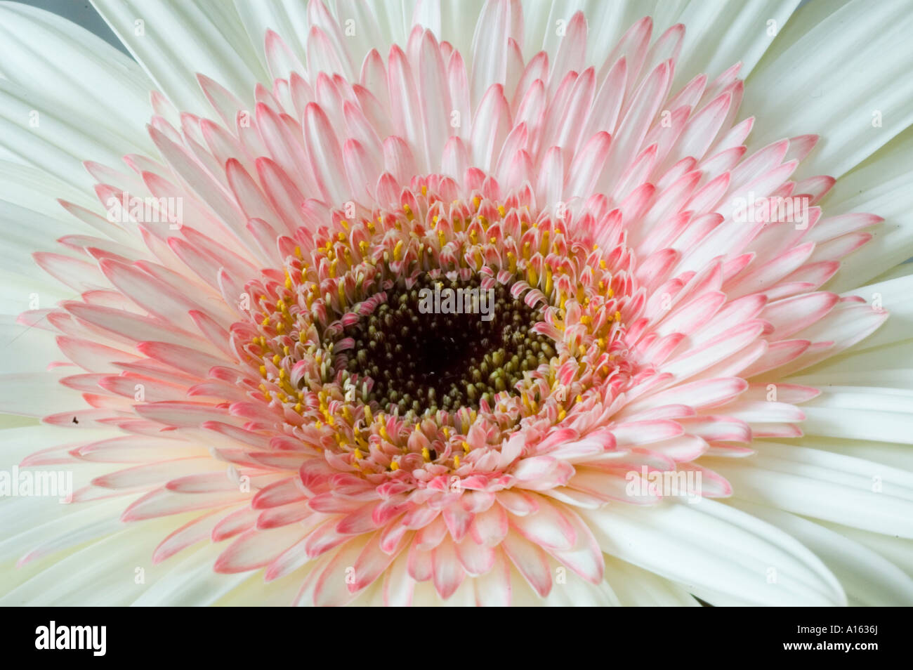 Gerbera bianca con centro rosa vicino la gerbera jamesonii Foto Stock