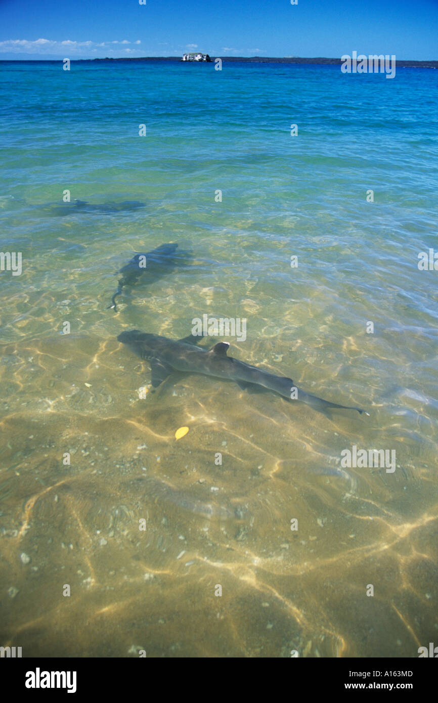 Punta Bianca Reef Alimentazione degli squali in fondali bassi Triaeonodon ebesus Bartolome isola Galapagos Foto Stock
