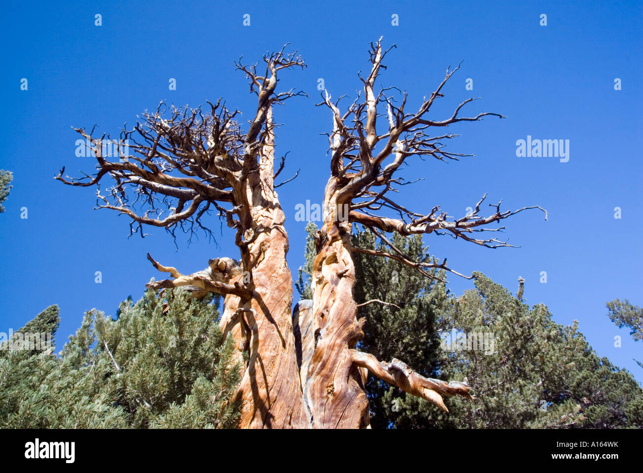 Stock digitale immagine di bristlecone pine tree in Eastern Sierra Nevada durante l'autunno caduta stagione Foto Stock