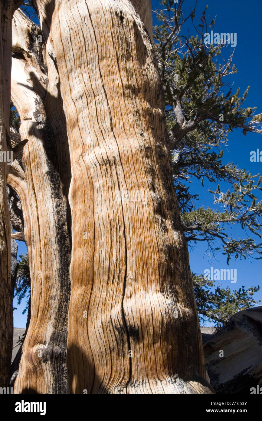 Stock digitale immagine del Pino Bristlecone nel Schulman Grove dell antica Bristlecone Pine Forest Foto Stock