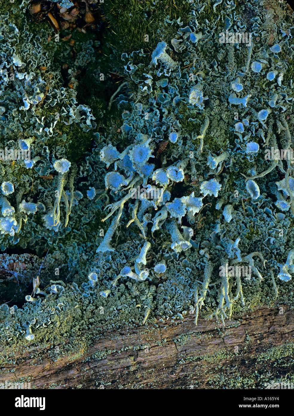 Licheni Cladonia Pyxidata su legno morto la Foresta di Epping Essex England Regno Unito Foto Stock