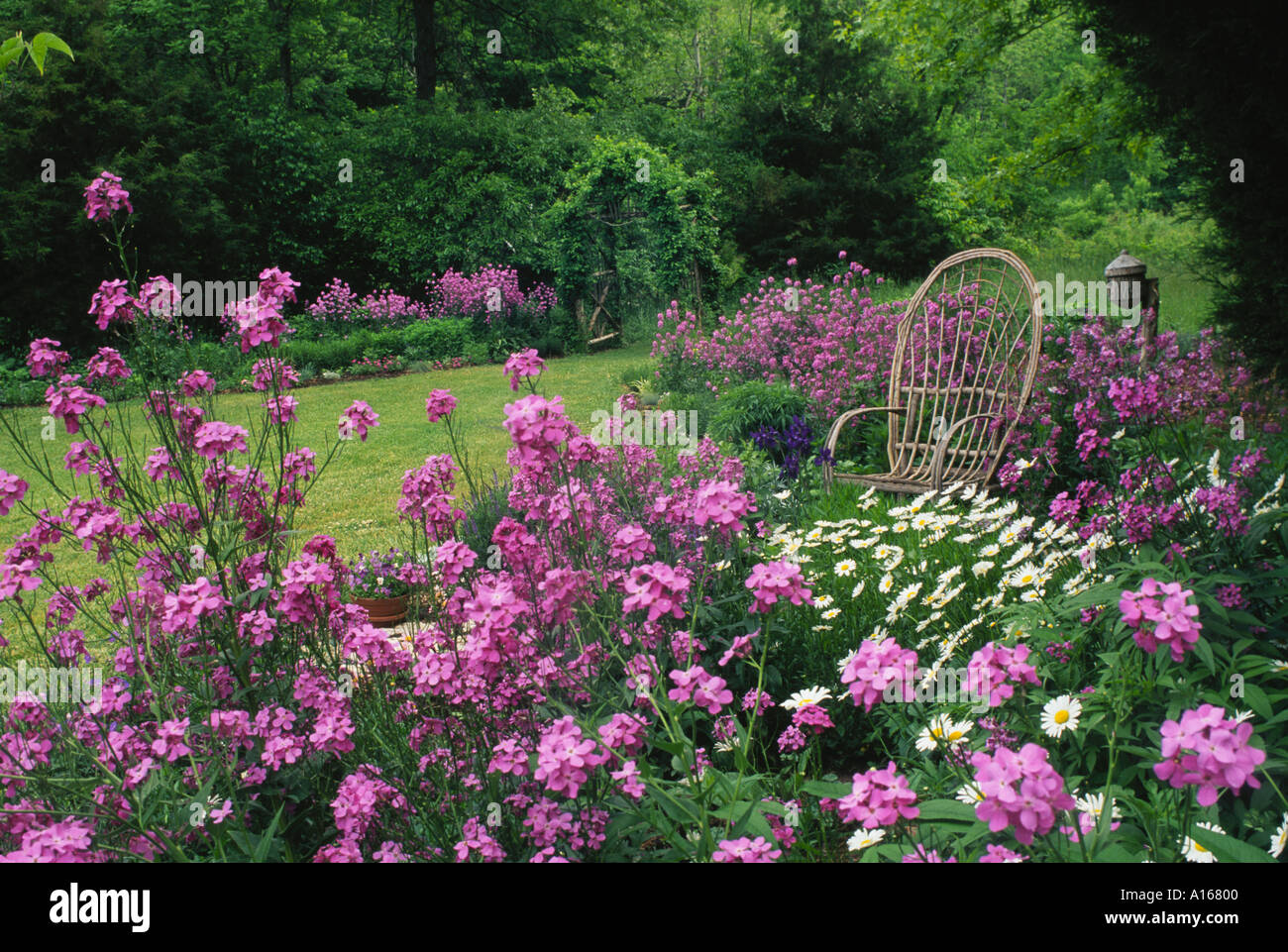 Splendido ampio giardino privato con viola Dames rucola, il Phlox, fiori, con rustici cedar arbor e piegate willow sedia e birdhouse Missouri USA Foto Stock