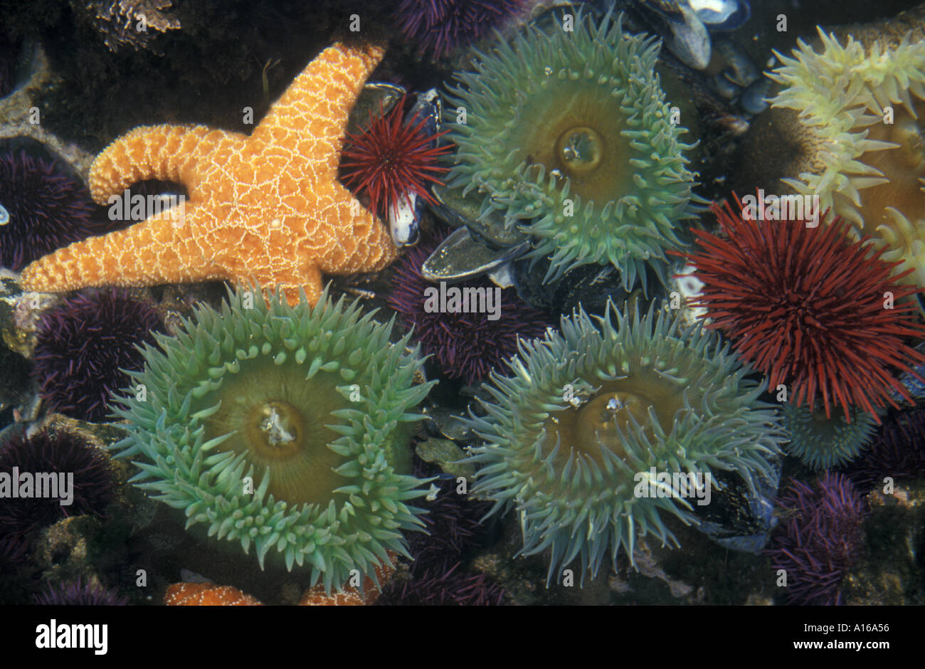 Jz1135. tidepool vita marina, Oceano Pacifico. ocra stella di mare verde, anemoni di mare ricci di rosso. Foto Copyright Brandon Cole Foto Stock