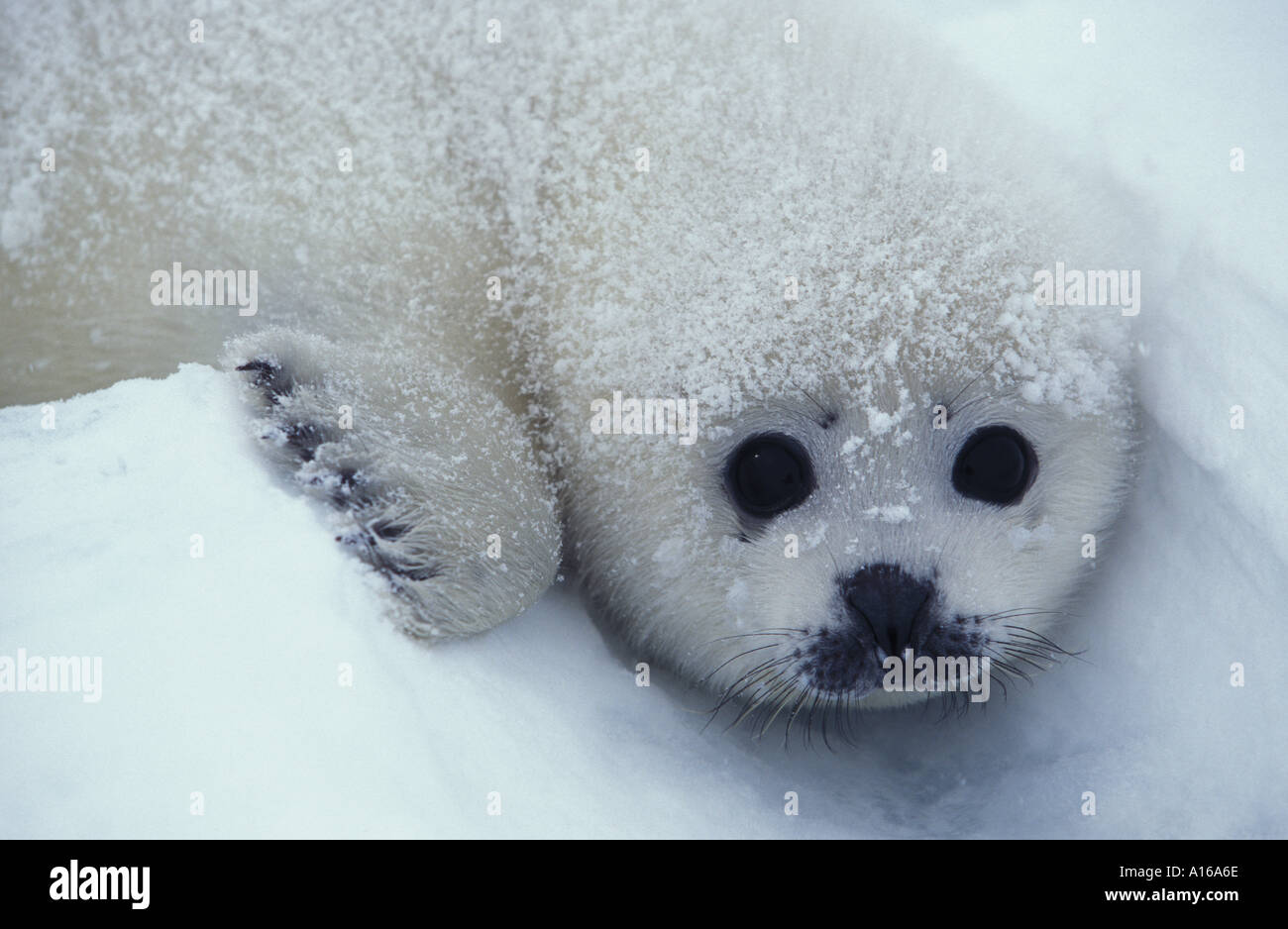 Ll5363. Guarnizione arpa pup Phoca groenlandica Magdalen isola in Canada. Foto Copyright Brandon Cole Foto Stock