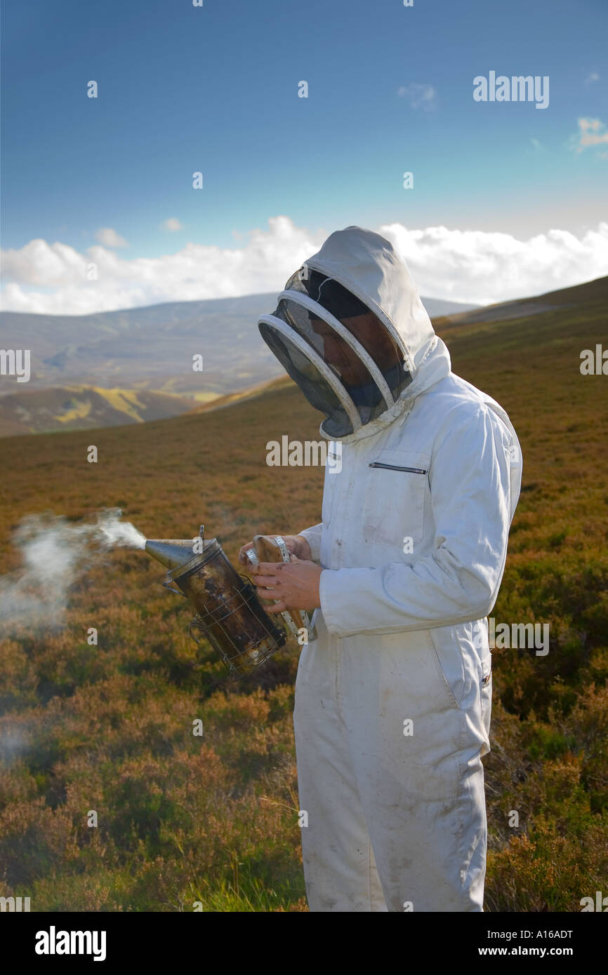 Apicoltore apicoltore di indossare abbigliamento bee vestiti & macchina del fumo, fumatore sulle colline di erica raccogliendo miele Cairngorms National Park, Scotland, Regno Unito Foto Stock