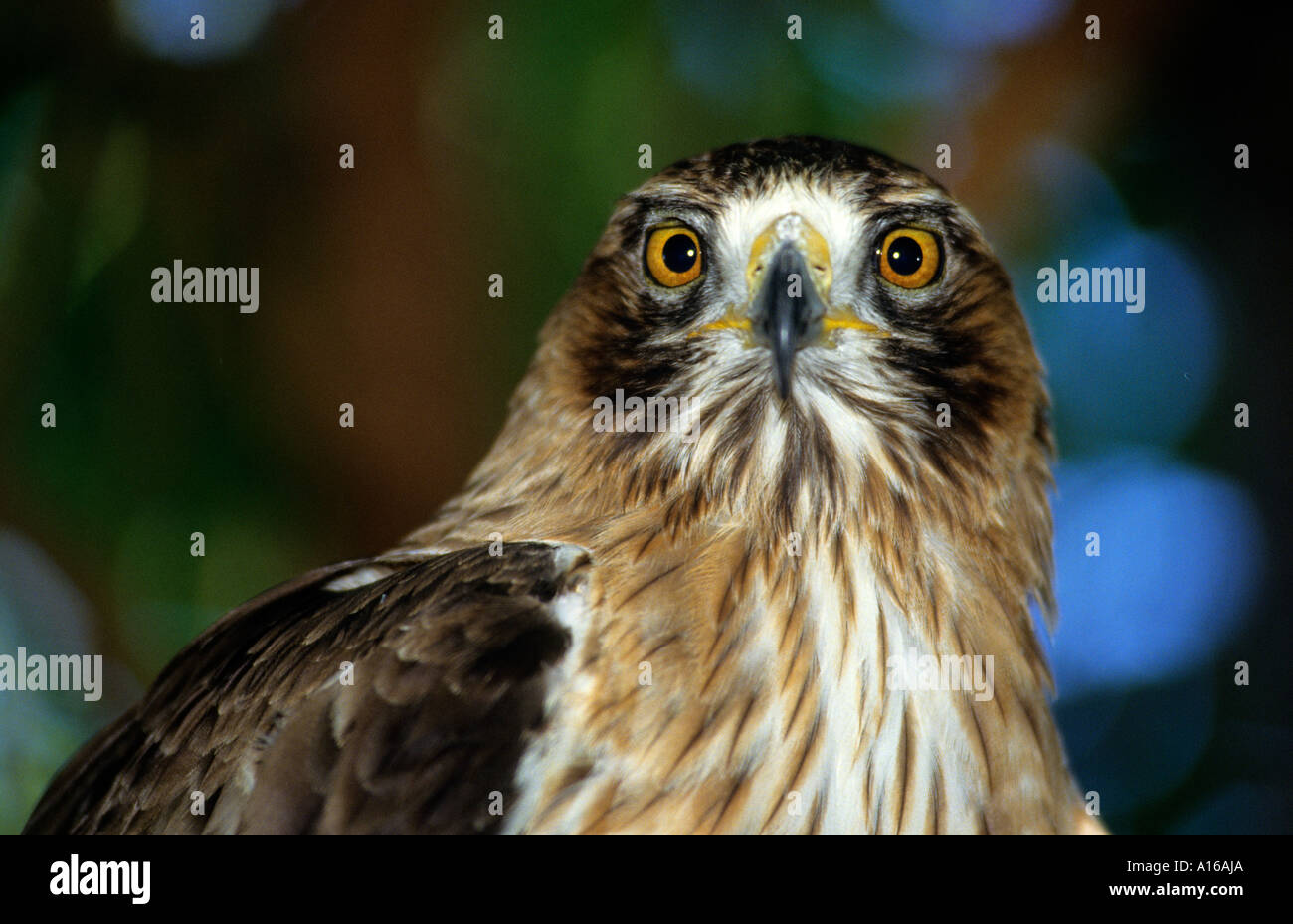 Bird Eagle Eye occhi preda di uccisione Africani in Africa Foto Stock