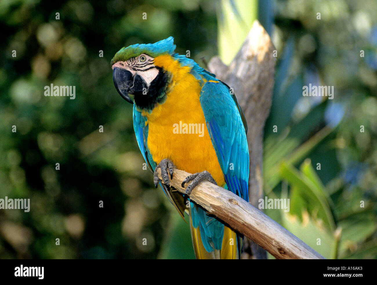 Parrot Bird eye occhi Africa pappagalli africani Foto Stock