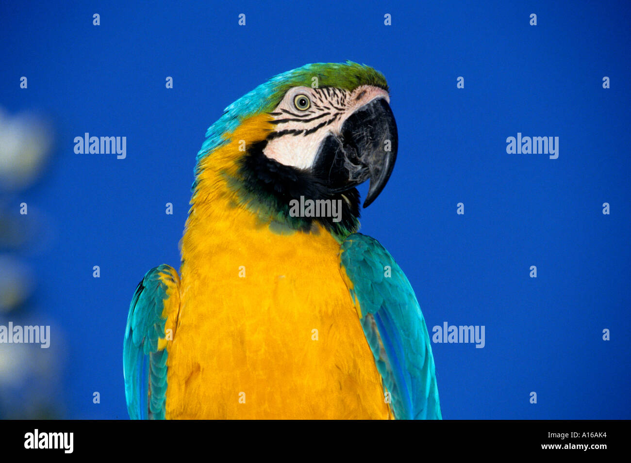 Parrot Bird eye occhi Africa africana di cielo blu Foto Stock