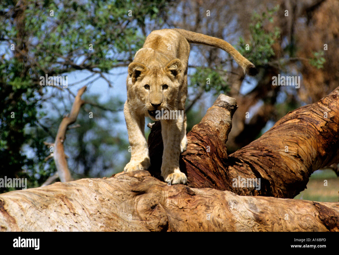 Baby Lion Piccolo Sud Africa il Kruger Park tree Foto Stock