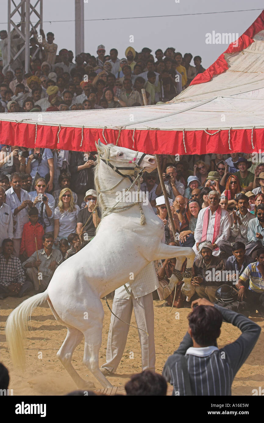 Horse Dancing at Puskar camel fair 2006 - India Foto Stock
