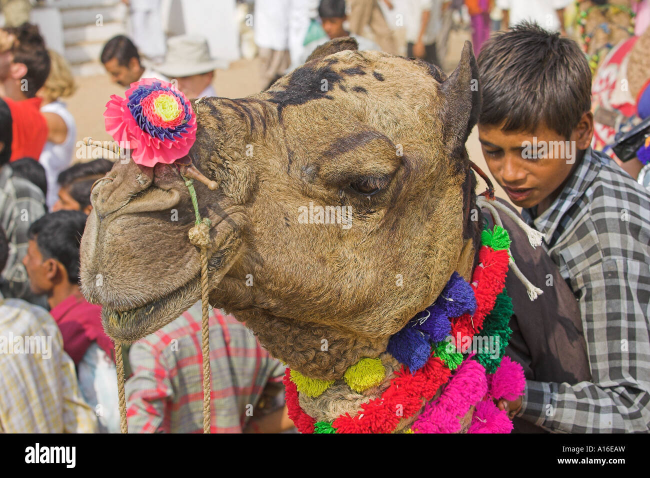 Camel a Puskar mela 2006 - India Foto Stock