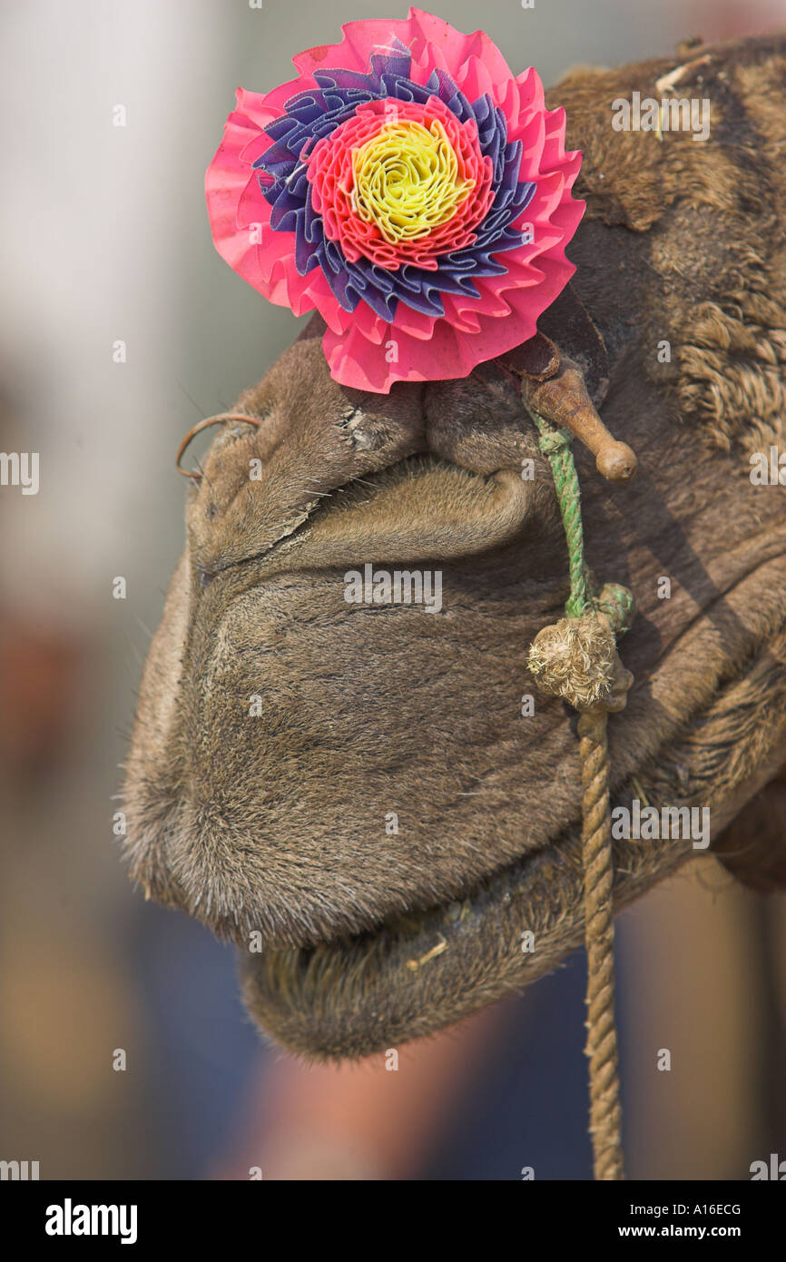 Camel a Puskar mela 2006 - India Foto Stock
