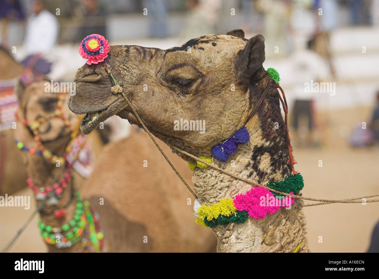 Camel a Puskar mela 2006 - India Foto Stock