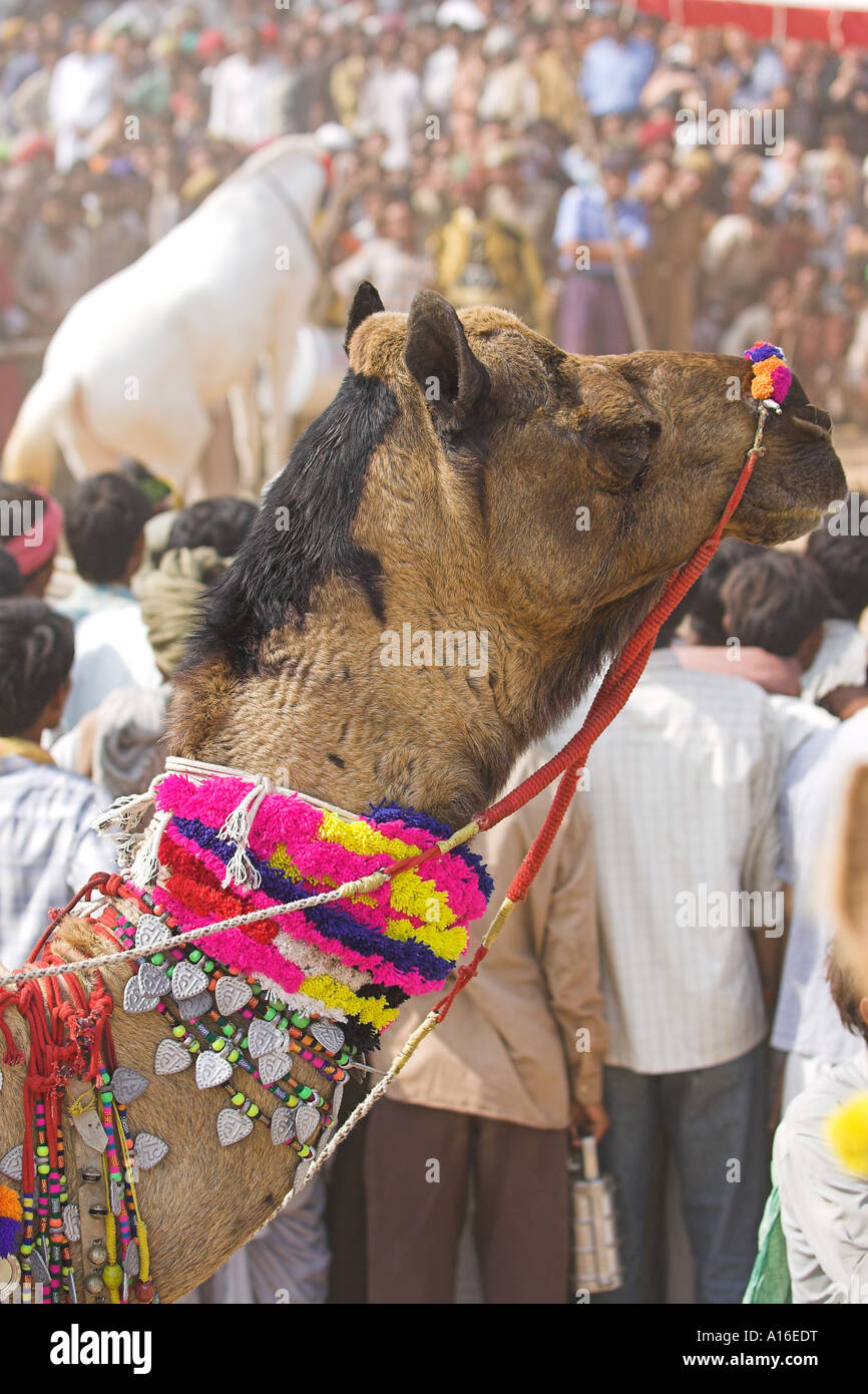 Horse Dancing at Puskar camel fair 2006 - India Foto Stock