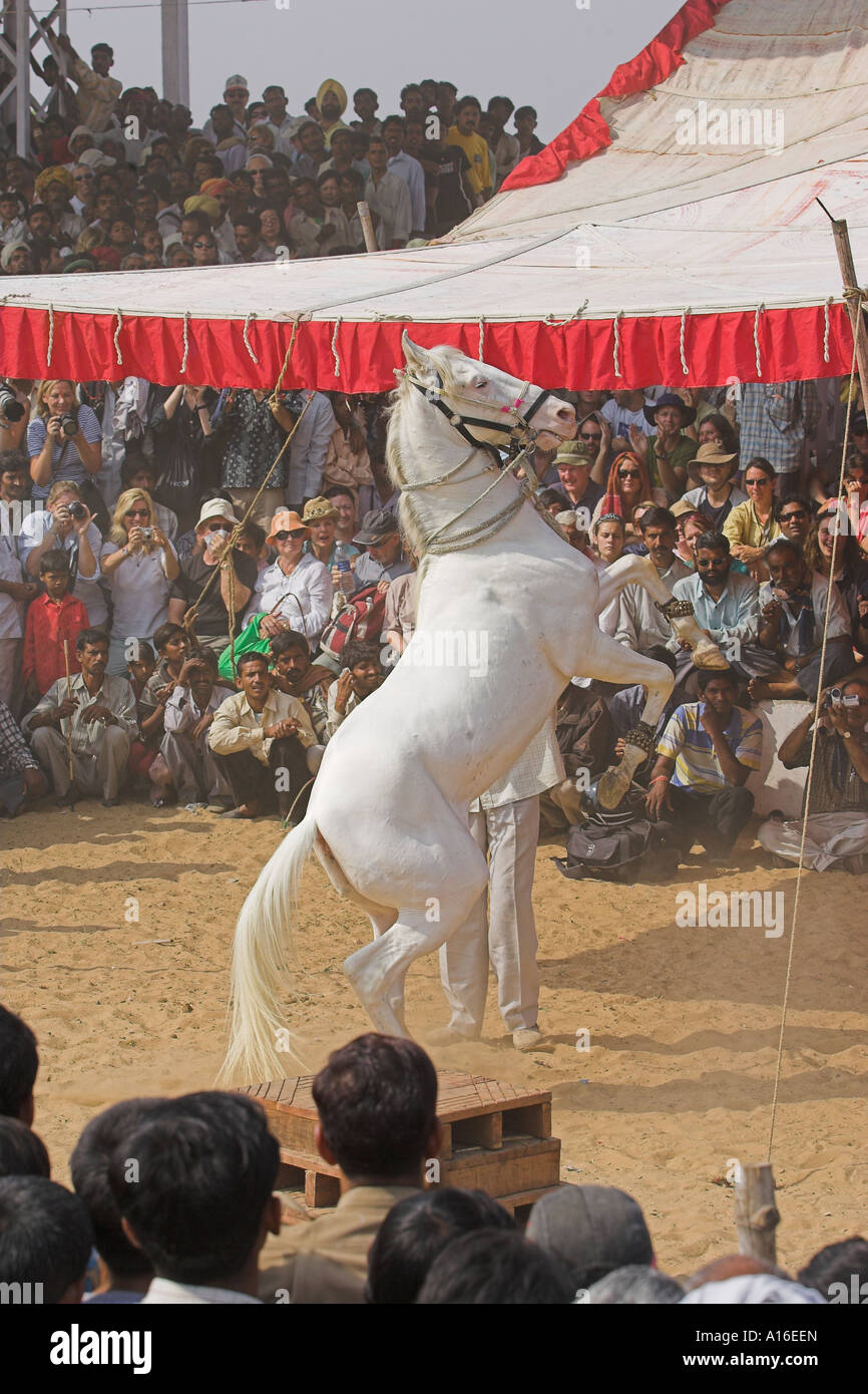 Horse Dancing at Puskar camel fair 2006 - India Foto Stock
