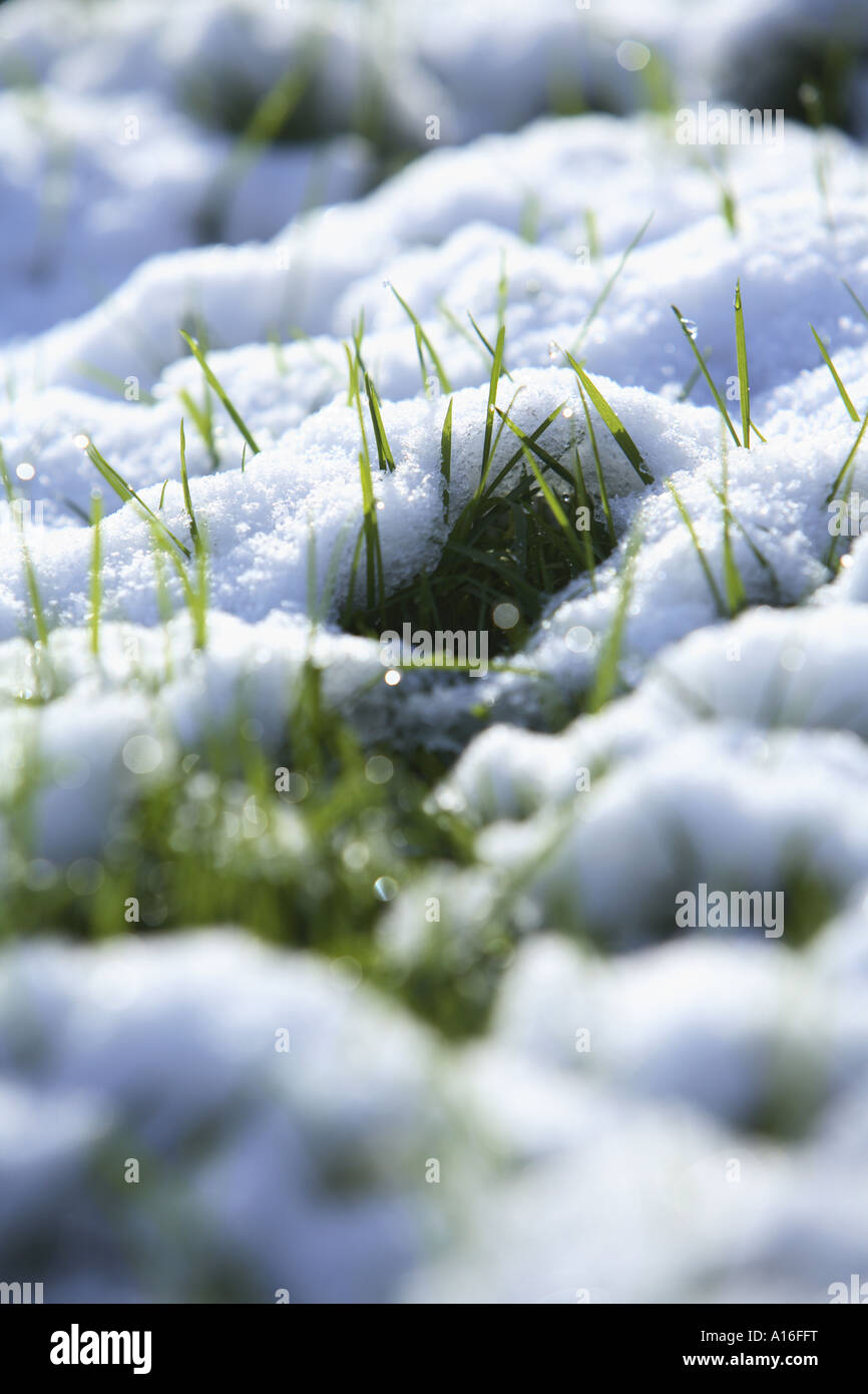 La germogliazione di erba attraverso la neve Foto Stock