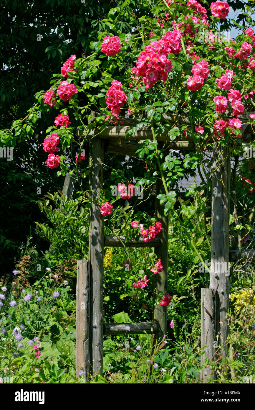Le rose che cresce su arco in legno in giardino Foto Stock