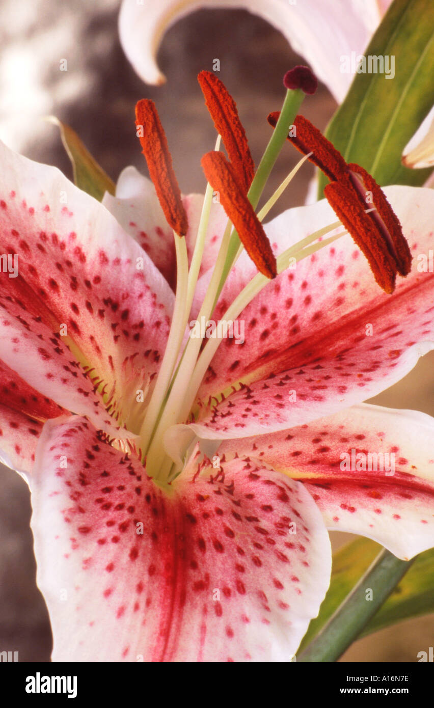 Fiore di giglio Oriental Stargazer - Lilium Stargazer Foto Stock