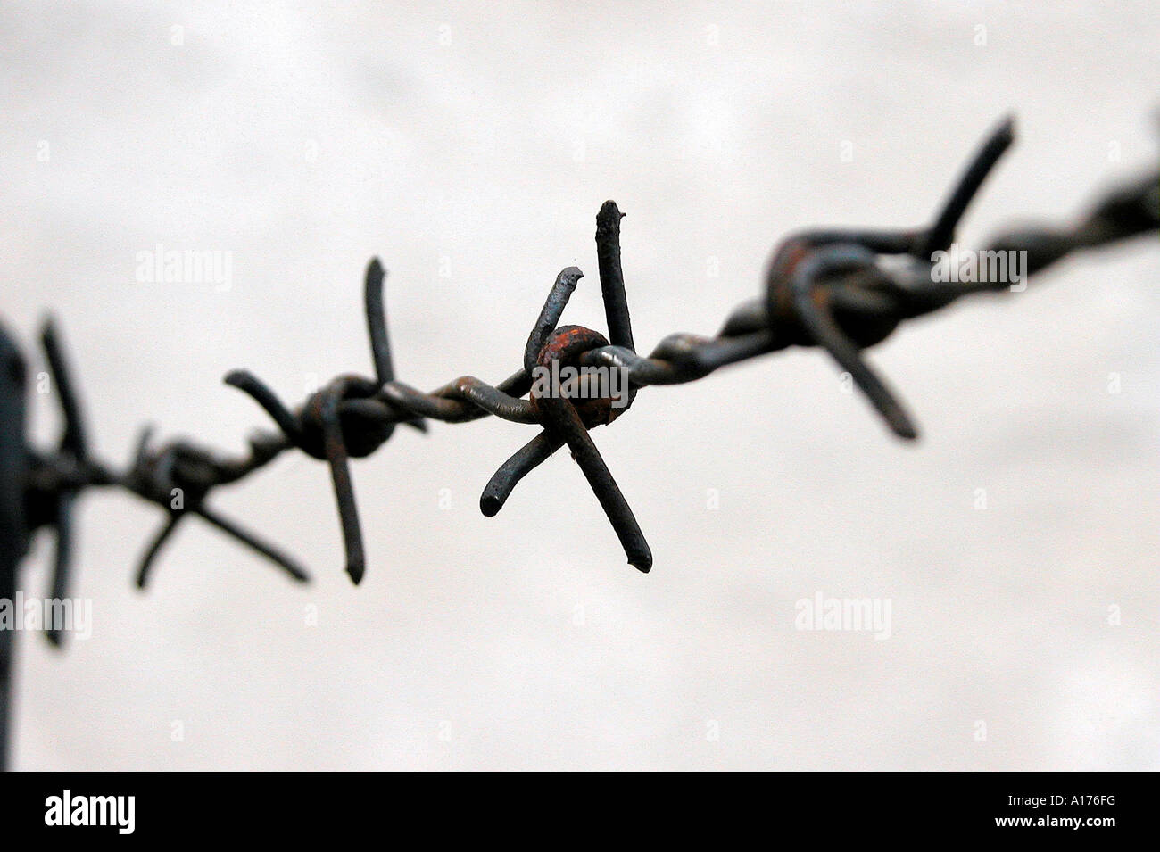 Filo spinato;barbwire Foto Stock