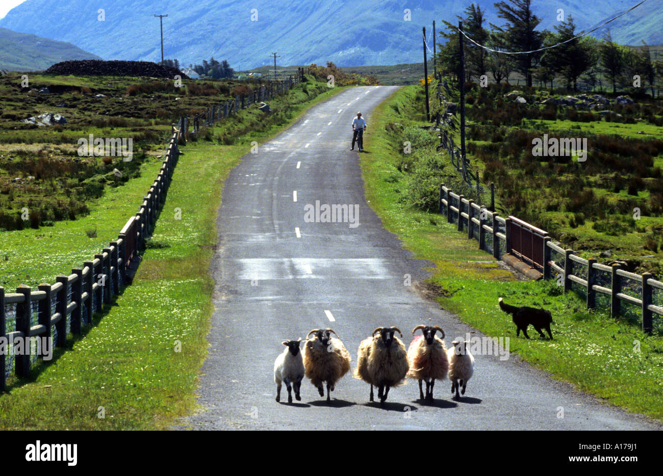 A piedi di carestia pecore Irish Farmer Irlanda farm Foto Stock