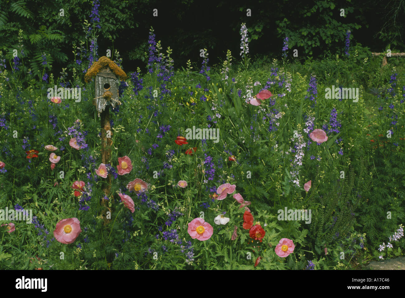 Unico coperte di muschio fantasia fatti a mano in legno rustico birdbox nel giardino di casa con colorati papaveri pastello e fiori larkspur, Missouri USA Foto Stock