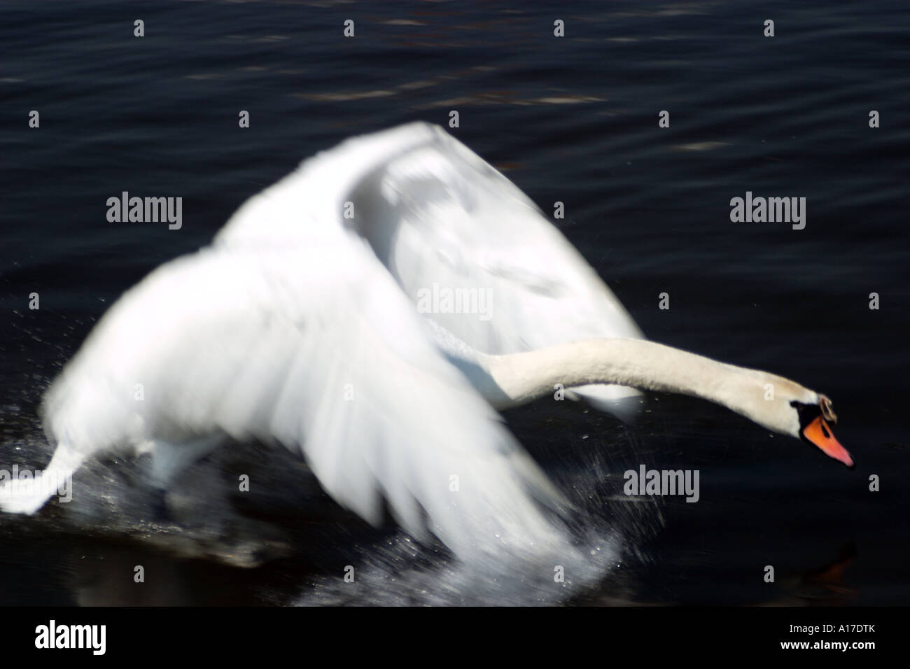 Swan Foto Stock