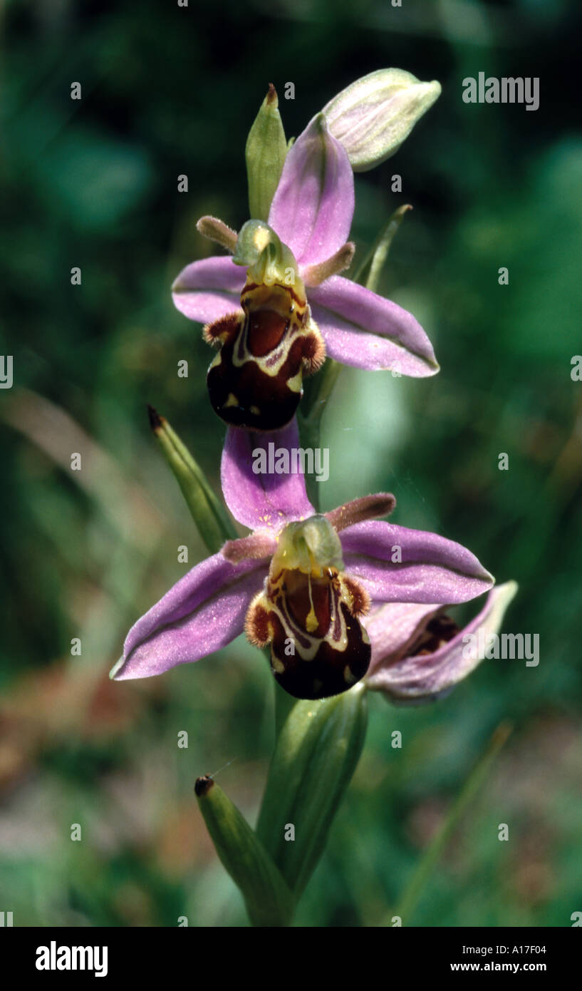 Ophrys apifera orchid Holland bee orchid Foto Stock