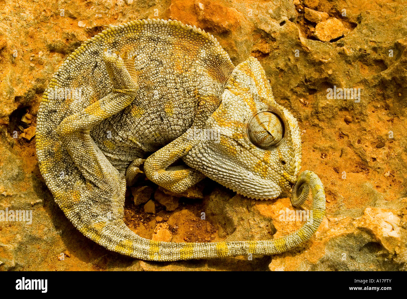 Un camaleonte giace su di una pietra. Foto Stock