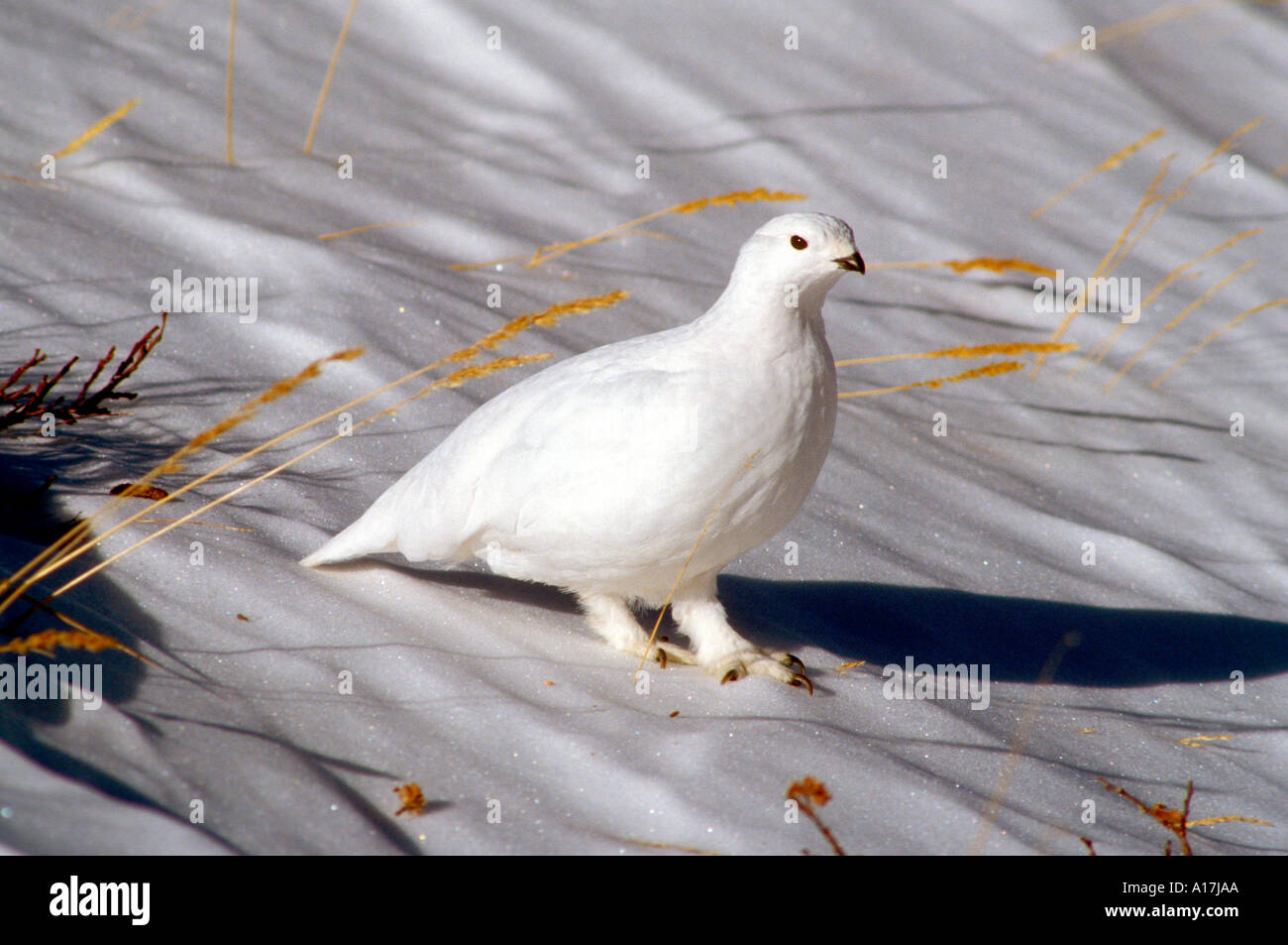 BP2-10 bianco-tailed pernice bianca nella neve Foto Stock