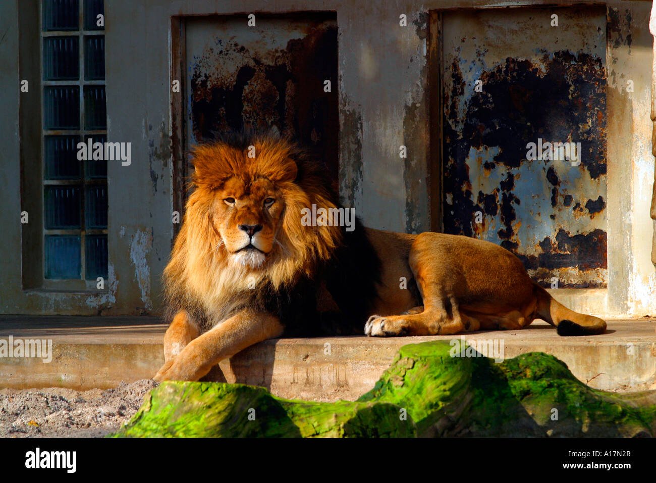 Un Lion, re della giungla. Foto Stock