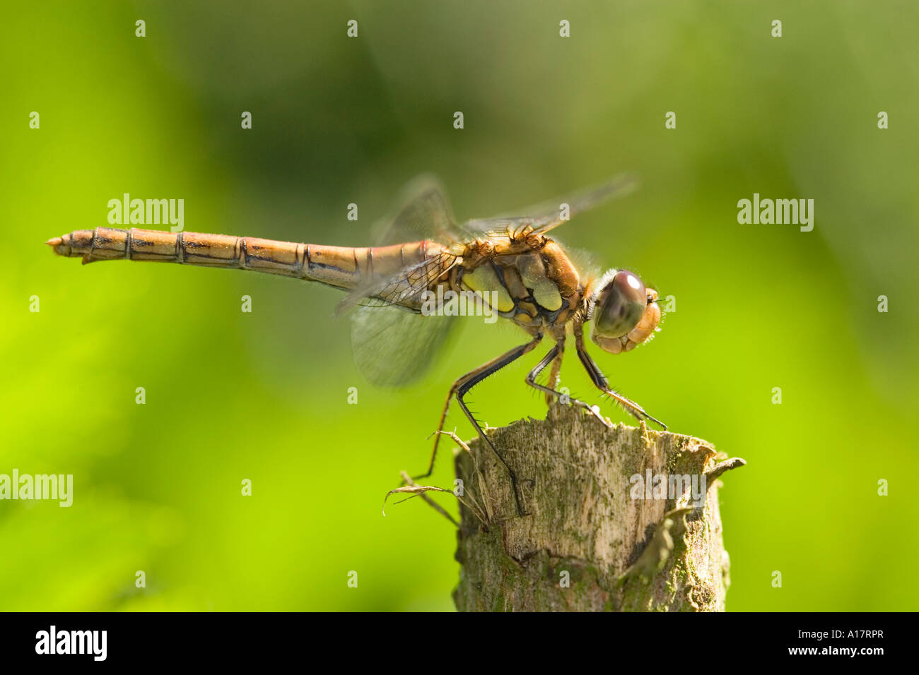 Common Darter Dragonfly 'Sympetrum striolatum' UK Norfolk Foto Stock