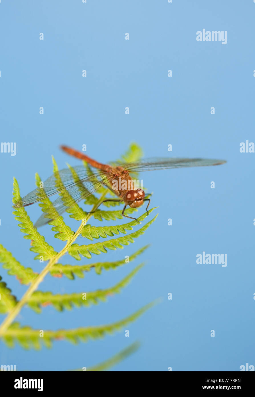 Common Darter Dragonfly Sympetrum Striolatum sulla punta di Fern Frond REGNO UNITO Foto Stock