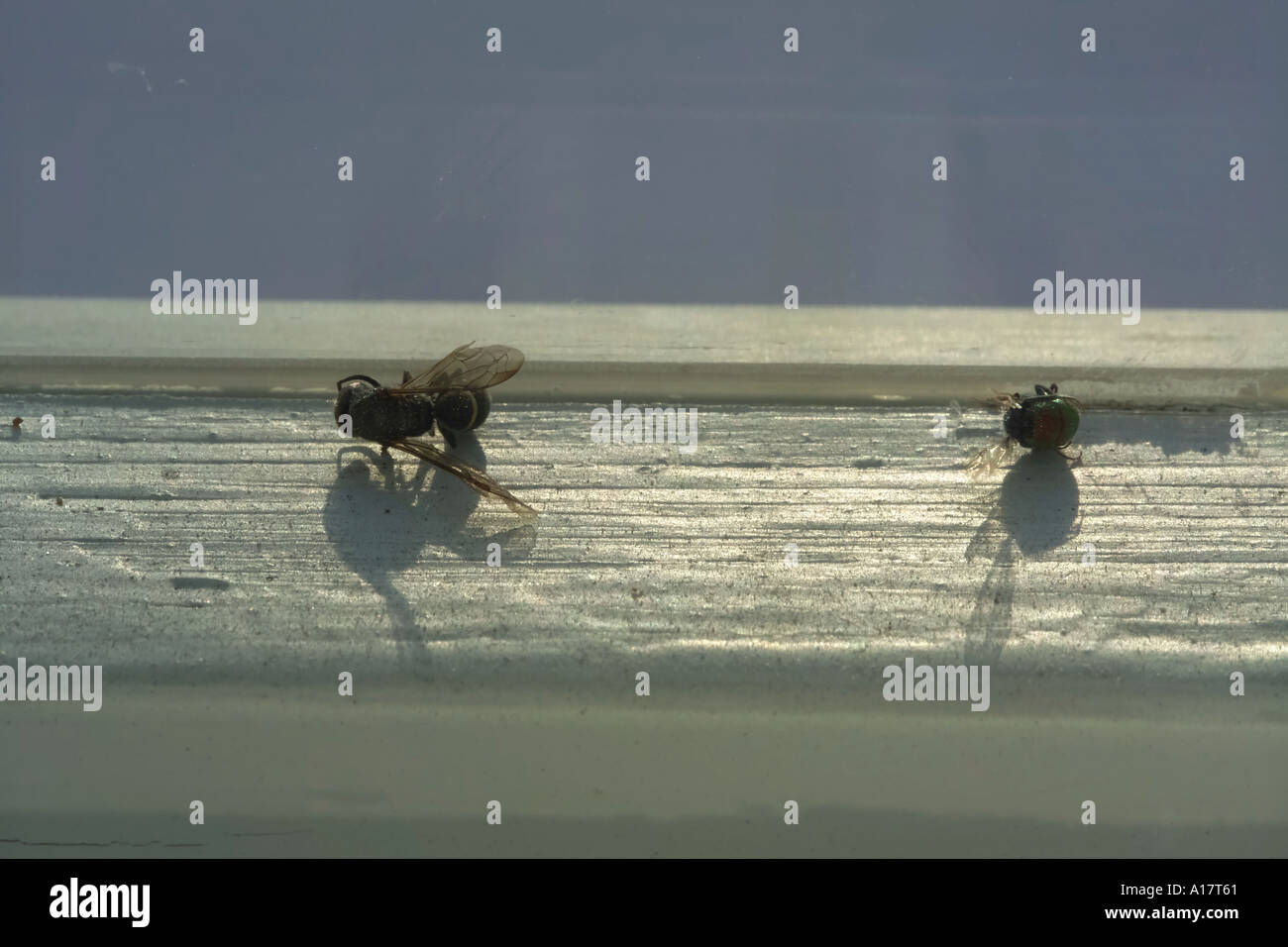 Gli insetti morti sul telaio della finestra Foto Stock