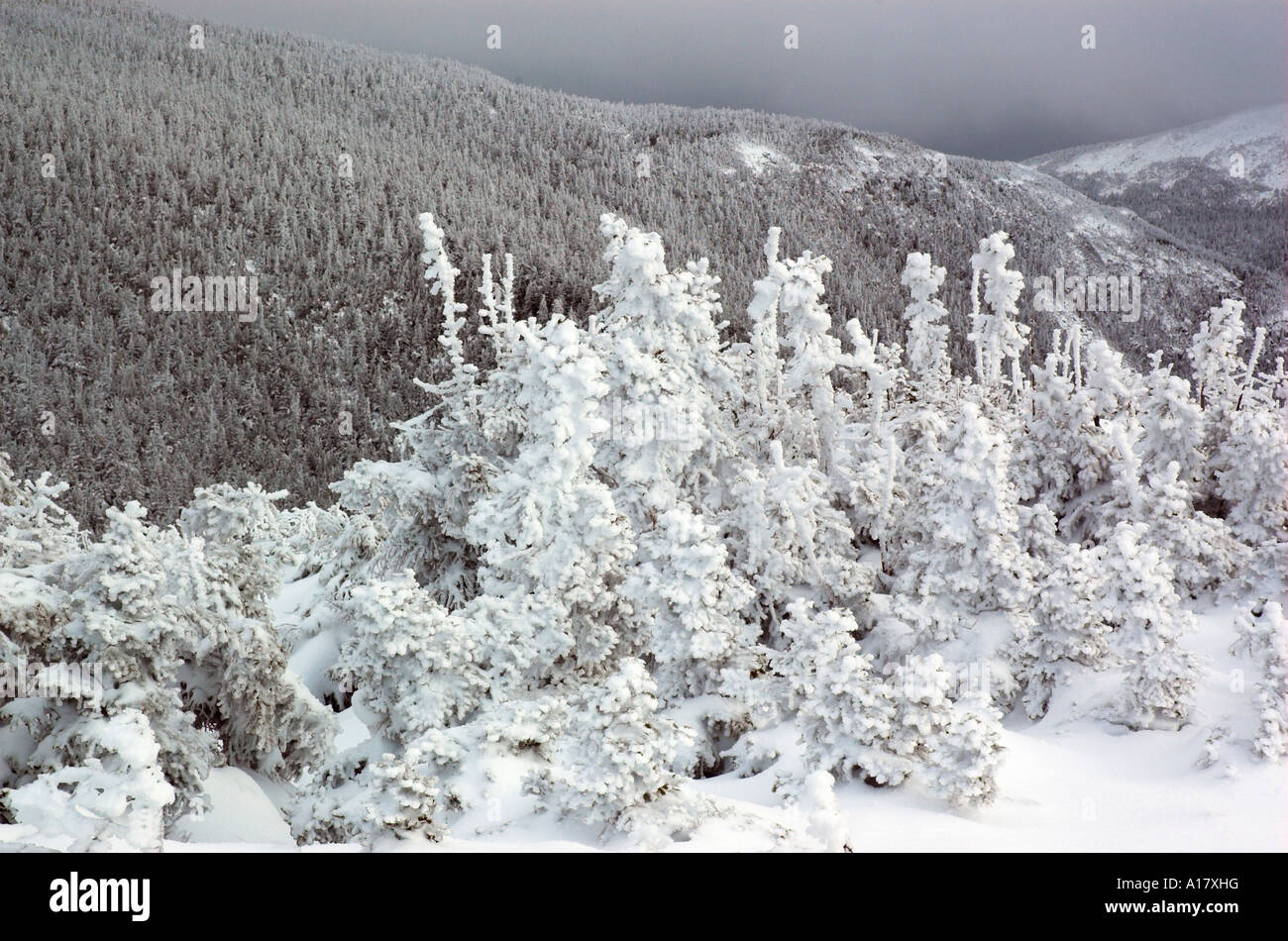 Alberi coperti di neve fresca dopo una bufera di neve in Quebec Foto Stock