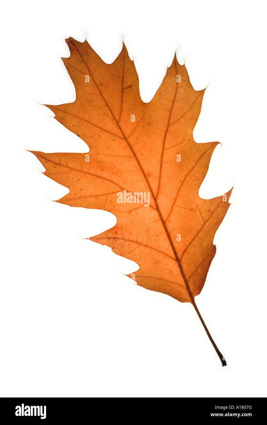 Verticale foto ritratto di una golden brown biancospino Crataegus monogyna leaf nei suoi colori autunnali contro uno sfondo bianco Foto Stock