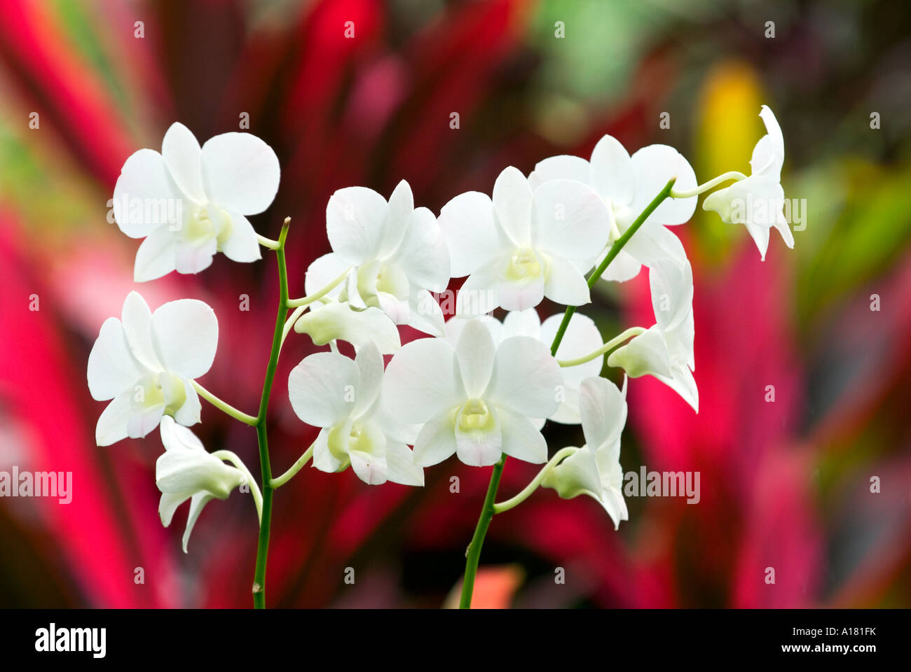 Orchidee cremewhite crema bianco puro Cattleya Orchid Foto Stock