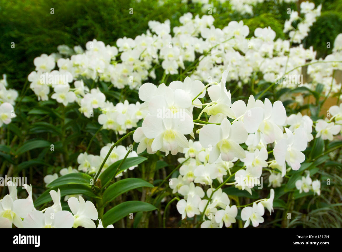 Orchidee cremewhite crema bianco puro Cattleya Orchid Foto Stock