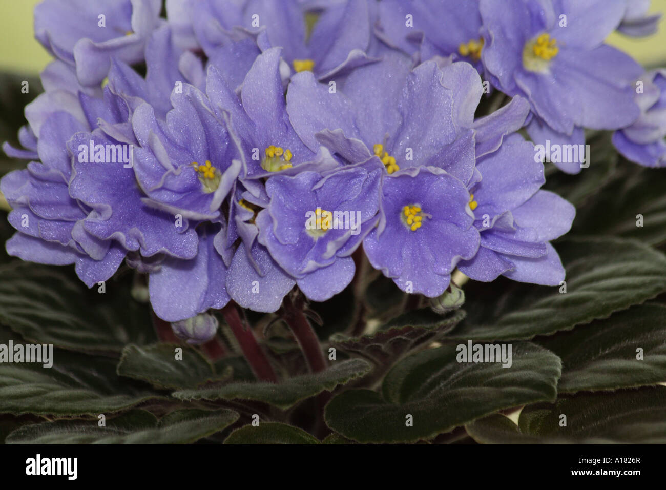 Rhapsodie Clementina. Miss Violetta Esordiente della palla. Parco arboreto Lisle Illinois USA. Foto Stock