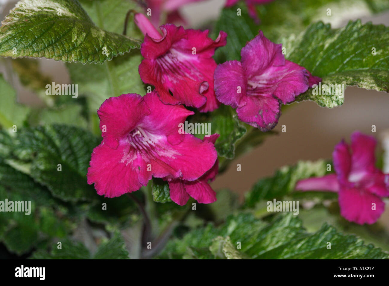 Streptocarpus 'Iced Fenicottero rosa". Miss Violetta Esordiente della palla. Parco arboreto Lisle Illinois USA. Foto Stock