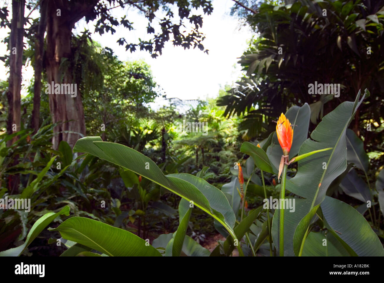 Heliconia episcopalis rosso e arancio lancia pianta eretta bananaplant banana giungla foresta pluviale ASIA Foto Stock
