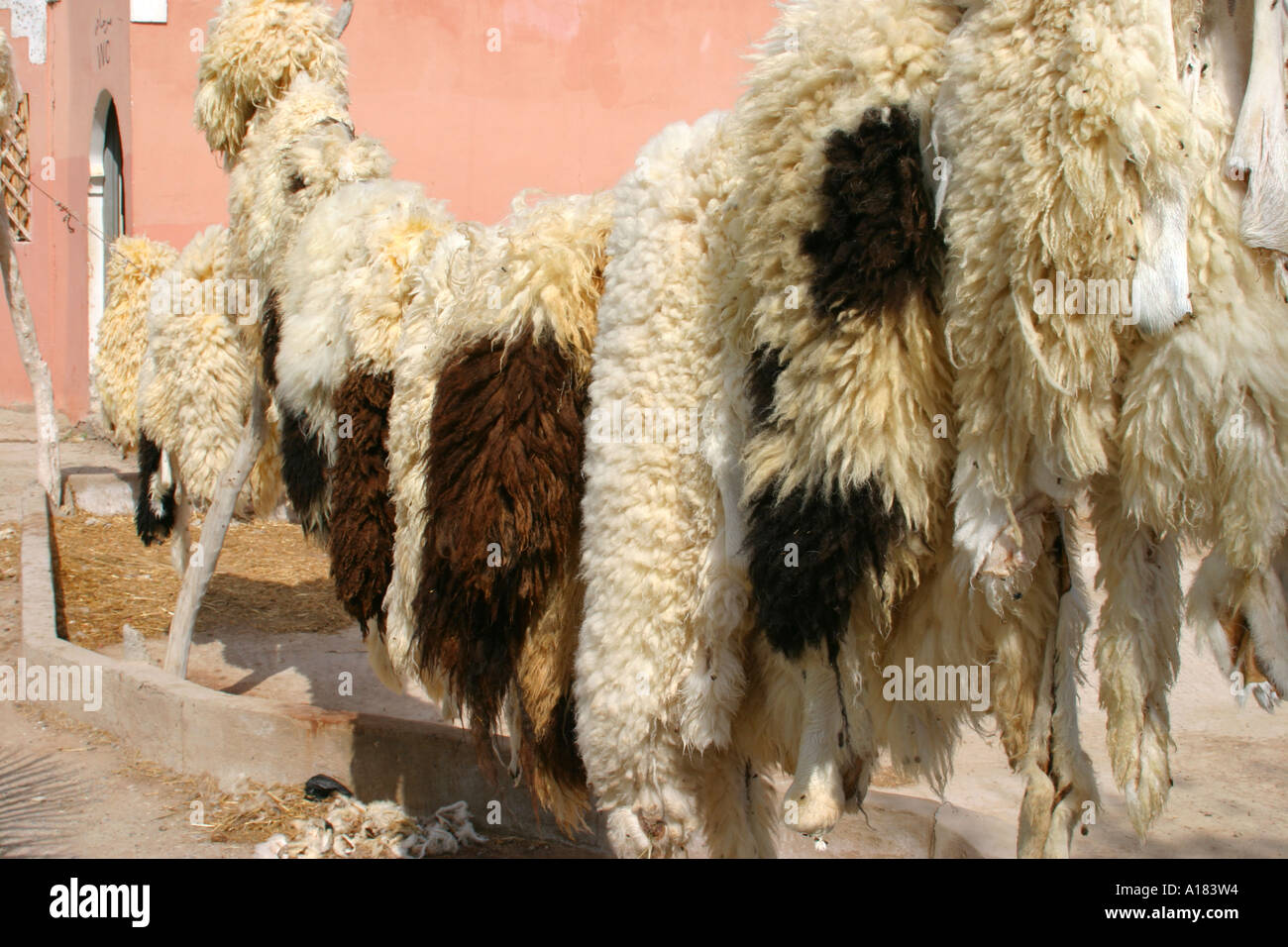 Le pelli di animali appesi per asciugare in una conceria taroudant Marocco Foto Stock