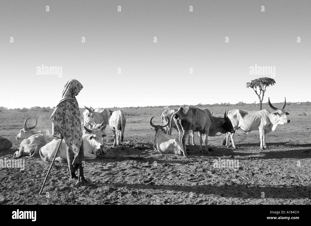B/N di un pastore della tribù semi-nomade ORMA che si rilassa con il suo bestiame nelle terre aperte del nord-est del Kenya. Africa Foto Stock