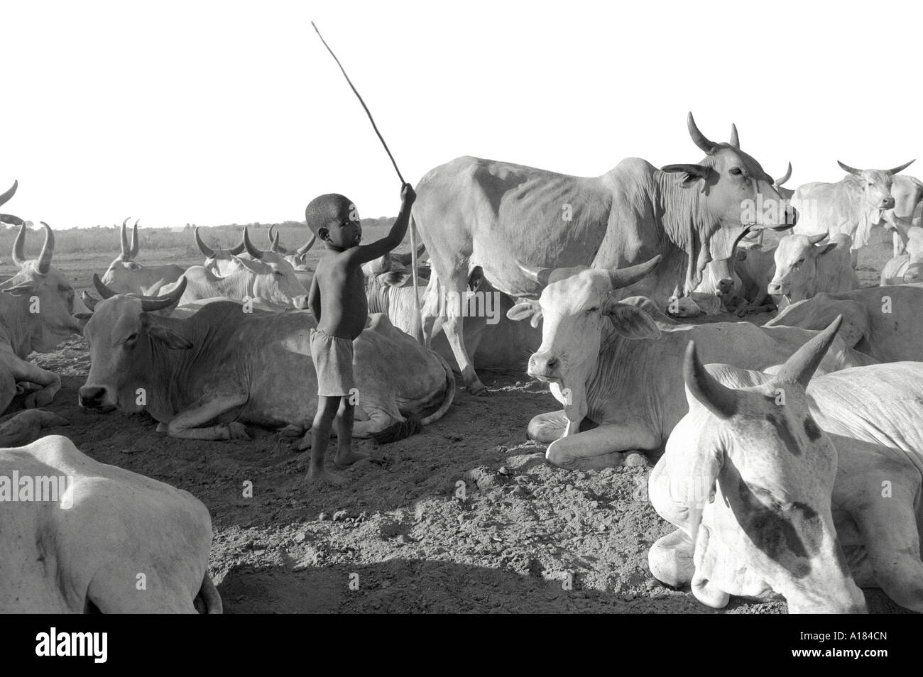B/N di un giovanissimo ragazzo rurale di Oromo che brandisce un bastone, esercitando le sue abilità nella manipolazione del bestiame. Nr Wajir, Kenya, Africa orientale Foto Stock