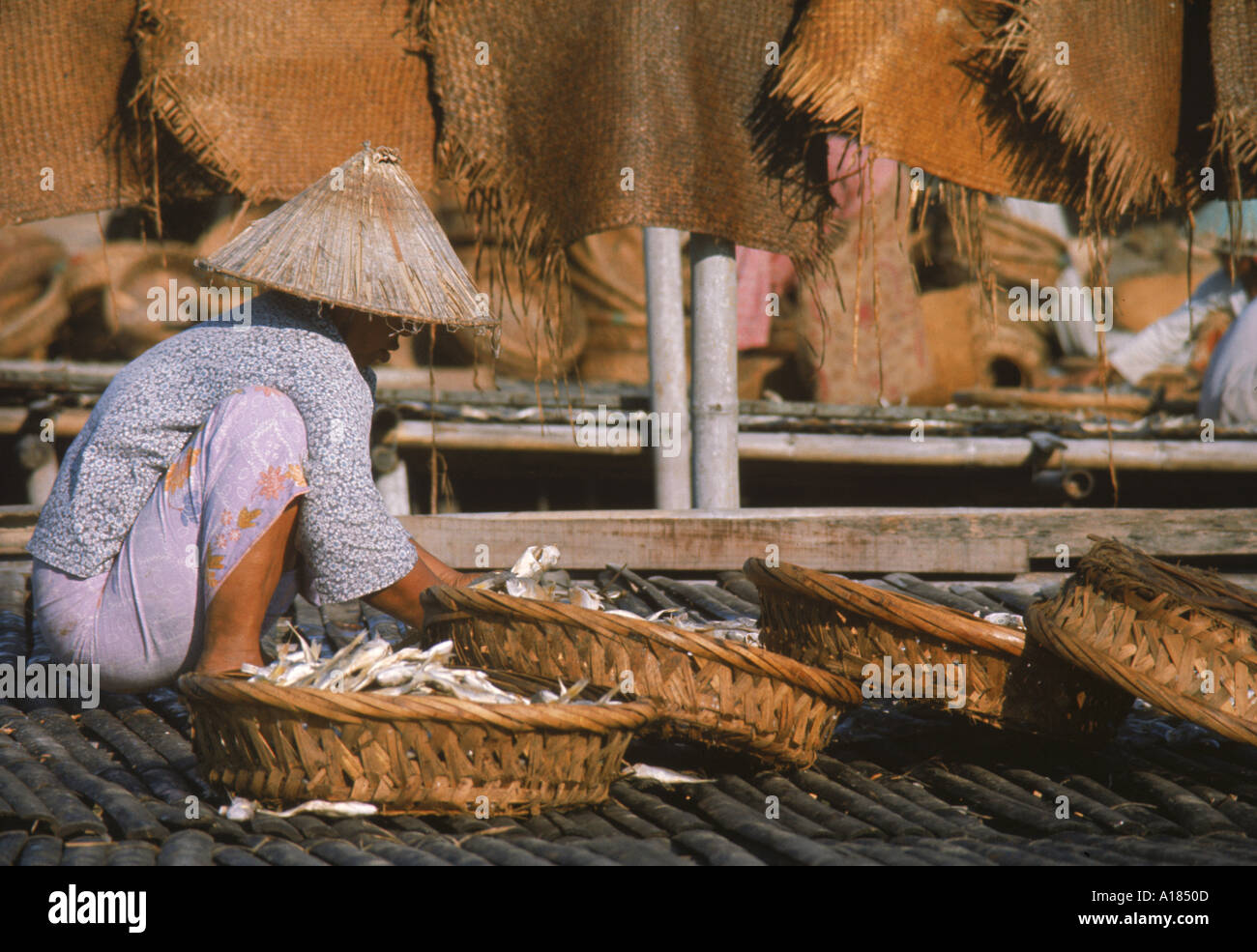 La donna nel cappello di paglia di essiccazione a pesce Trengganu Malaysia Asia C Leimbach Foto Stock