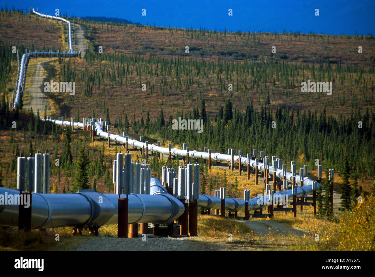 Il Trans Alaska oleodotto in esecuzione su supporto in fresco per arrestare il calore di olio di fusione del permafrost in Alaska Usa un C Waltham Foto Stock