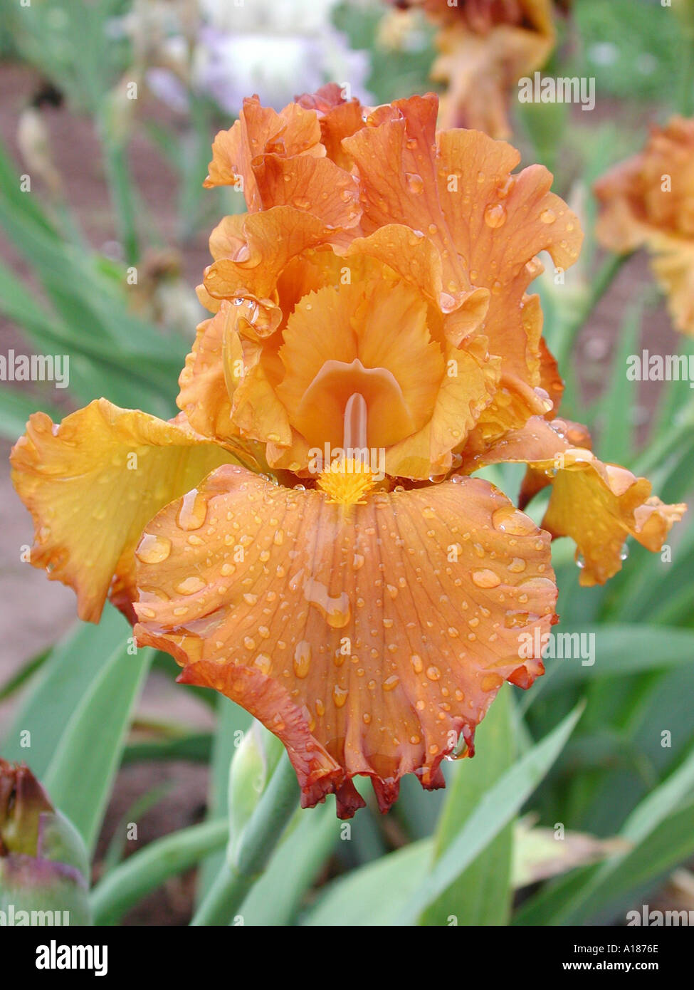 Arancio fiori di iris Foto Stock